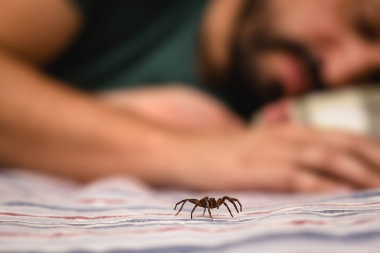 Spider infestation
