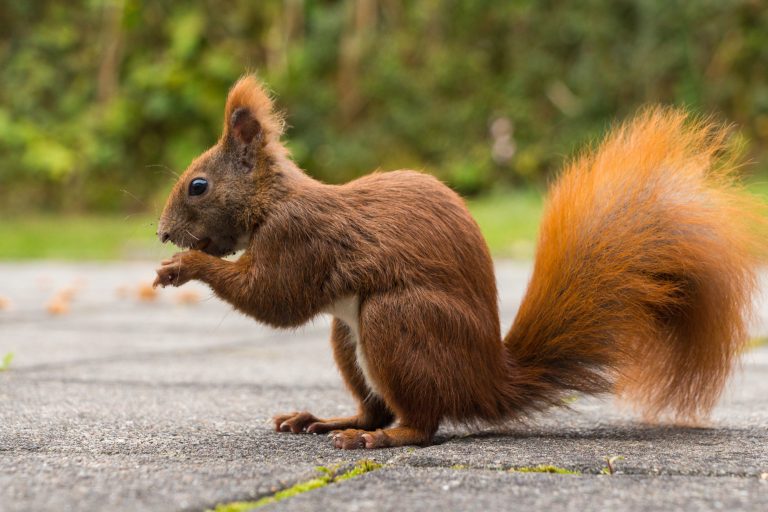 what to Know About Squirrels and the Pandemic