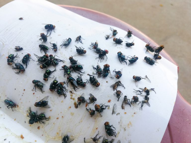 get-rid-of-flies