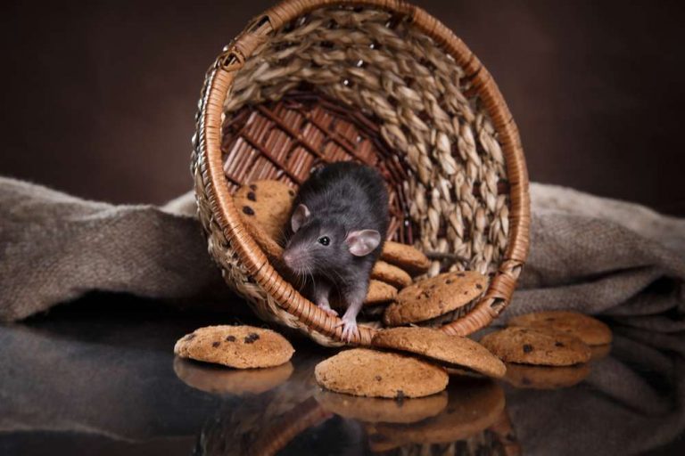 Rodent Problems in Houses
