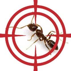 Ant Exterminators in Vaughan Ontario