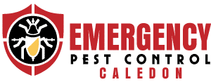 Emergency Pest Control Caledon