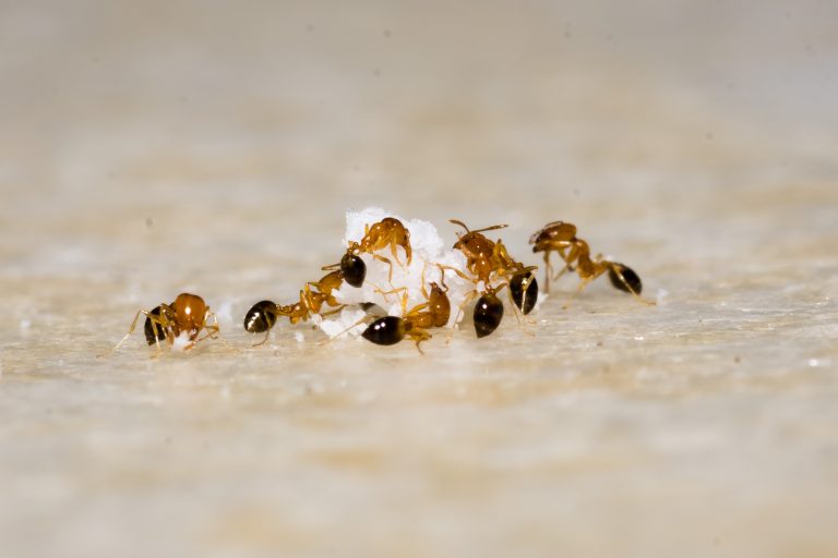 how to get rid of ants in car