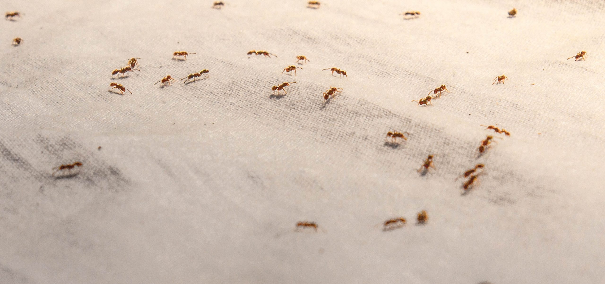how to get rid of ants in bathroom