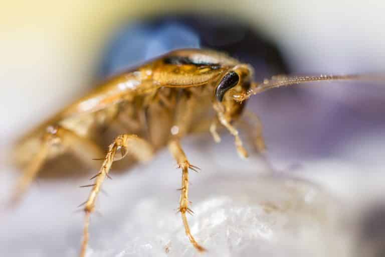 how to clean cockroach poop