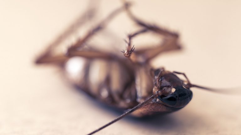 does bleach kill roaches