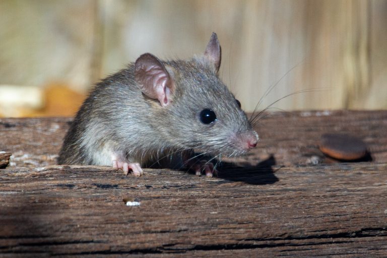 best rat poison