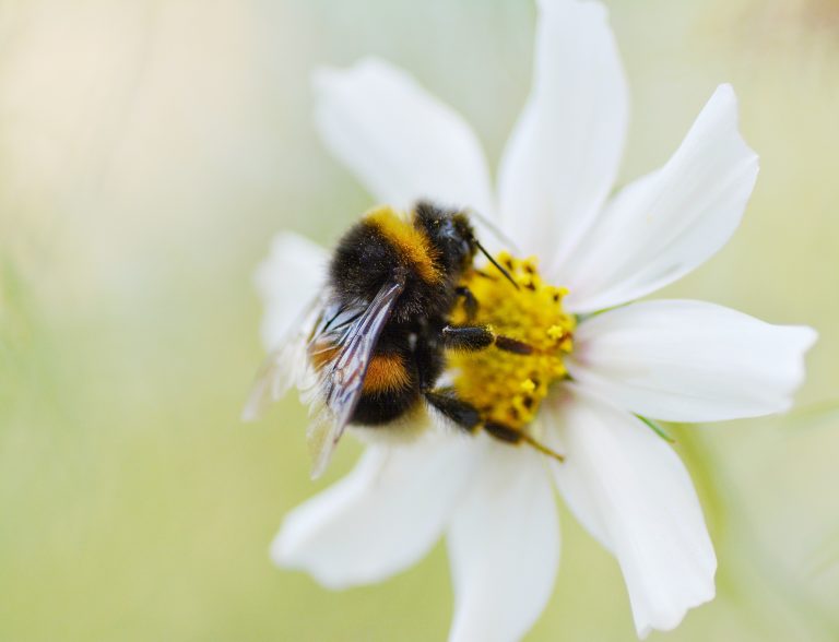 how to get rid of bumblebees