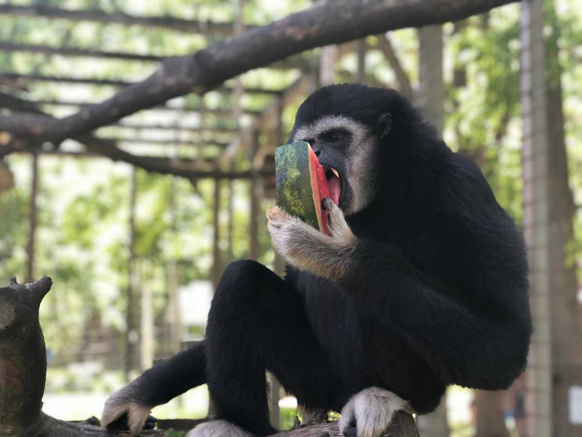 Monkey at The Killman Zoo Caledonia