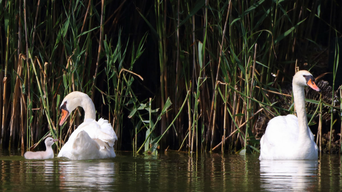 Swans at Swan Lake Park