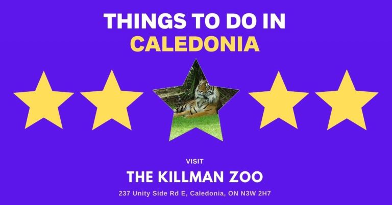 The Killman Zoo Promo Image