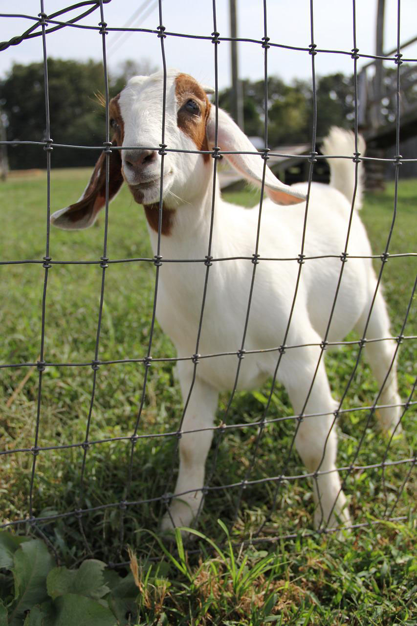 Goat at lionels farm