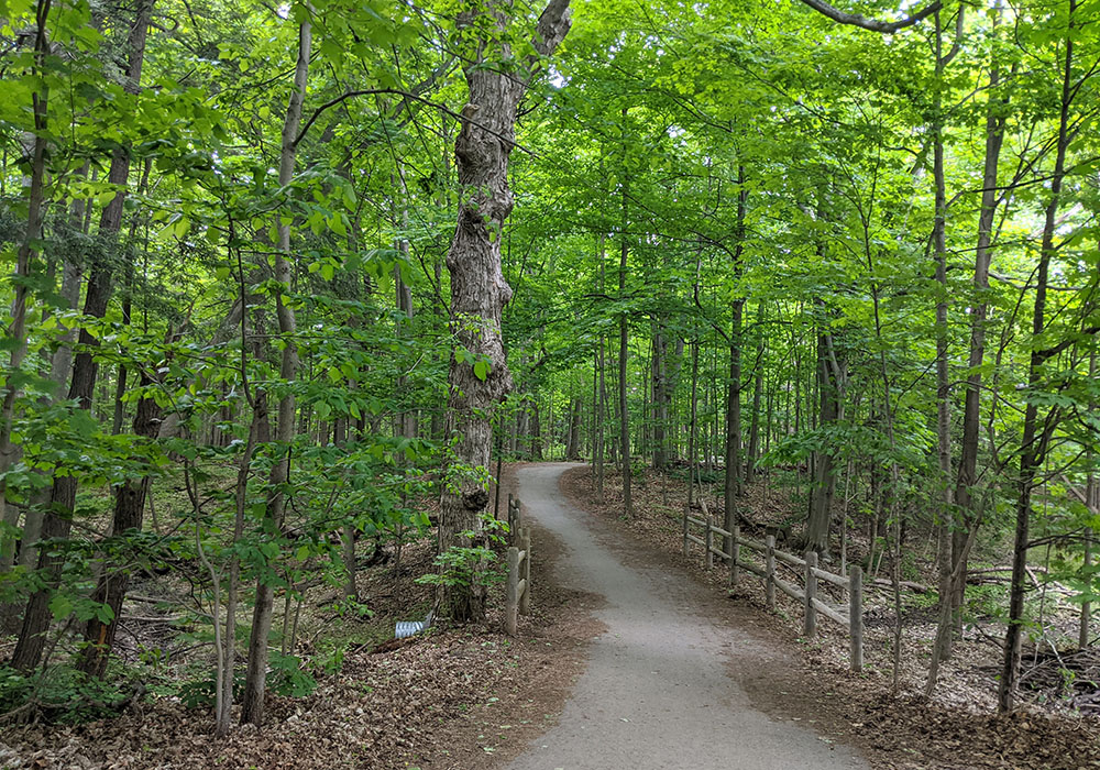 rouge valley park trail